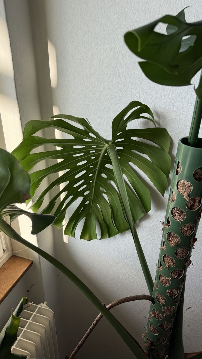 Piante & sementi: Grosse Monstera, inklusive Topf und Moosstab. – Usato da Liebefeld venduto da Jonathan_93629 2