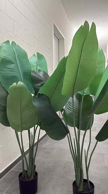 Ikea Blumentöpfe: Topfpflanze von FEJKA 4 Monate gebraucht – Gebraucht aus Kollbrunn von datu80 1