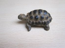 Schildchrott