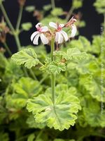 Pelargonium Fragrans Mint Variegata - seltene Duftpelargonie