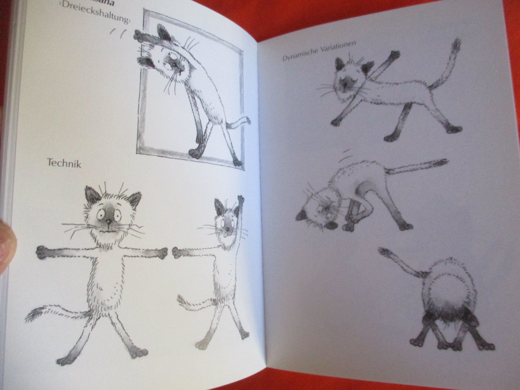 Libri: Buch Katzen Yoga – Usato da Birsfelden venduto da alles-muss-raus 2