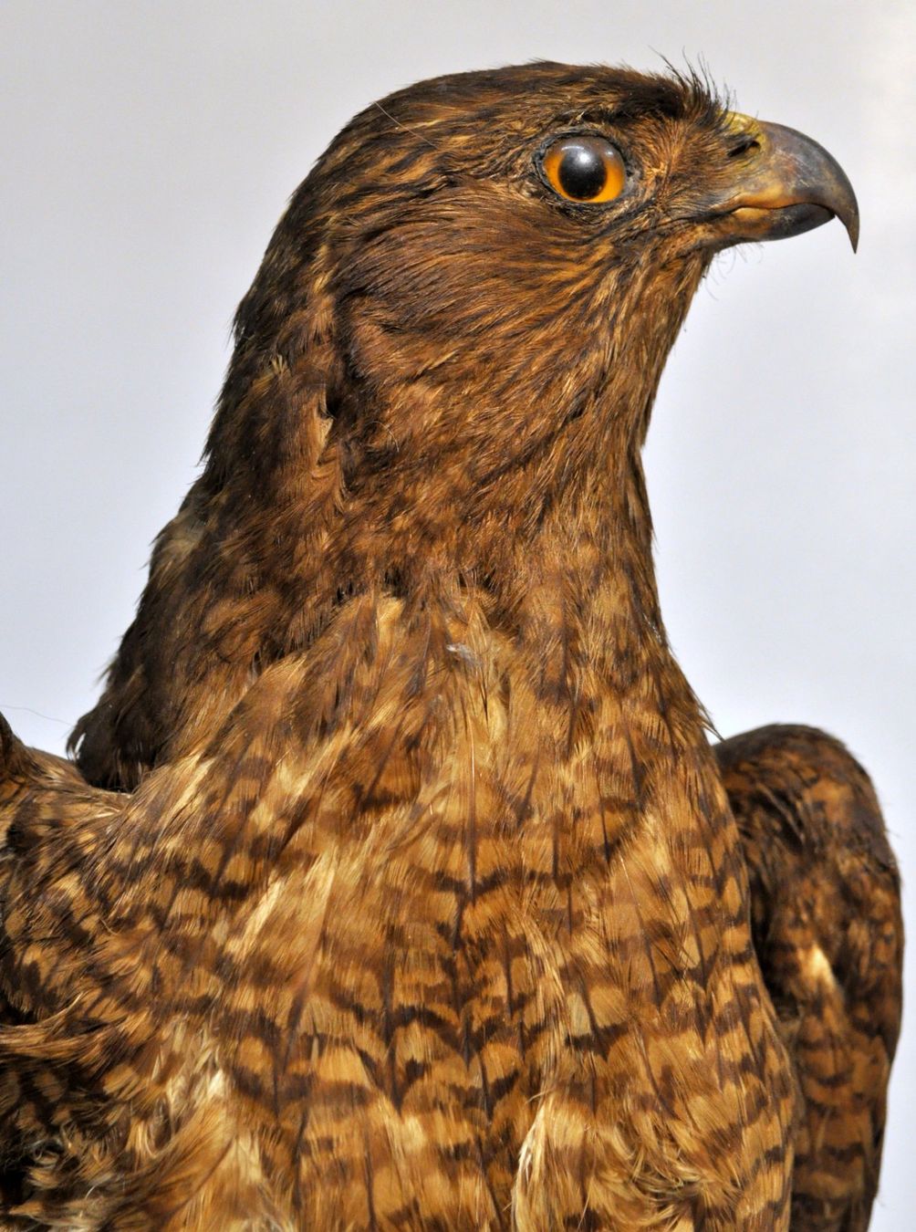 Il mondo degli animali: Rapace naturalisé – Usato da Neuchâtel venduto da Neuchatel 4