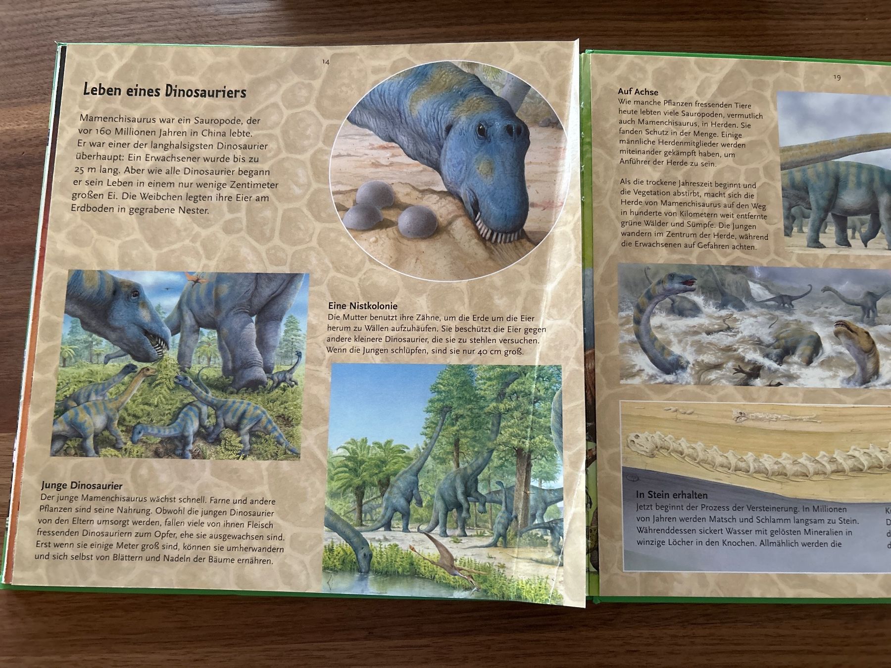 Libri: Dinosaurier Bücher von Coppenrath – Usato da Magden venduto da ctw_mp7b 7