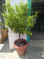 Mandarinenbaum