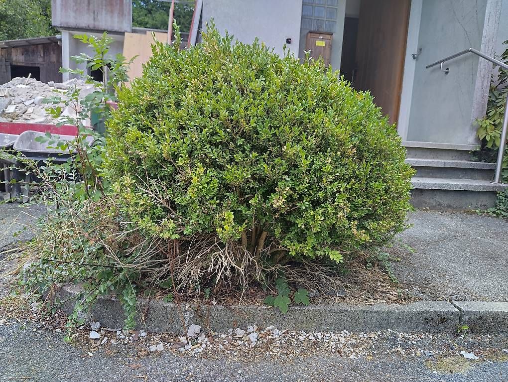 Plantes & graines: Buchsbaum – D'occasion à Langnau i. E. par mar_8cm8 1