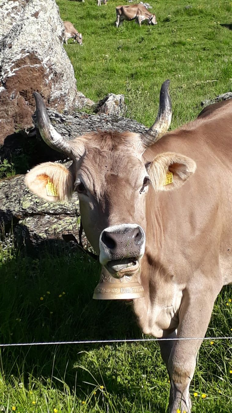 Cibi & Specialità: Alpkäse 2025 – Nuovo (secondo la descrizione) da Hasliberg Reuti venduto da Mercurius71 6