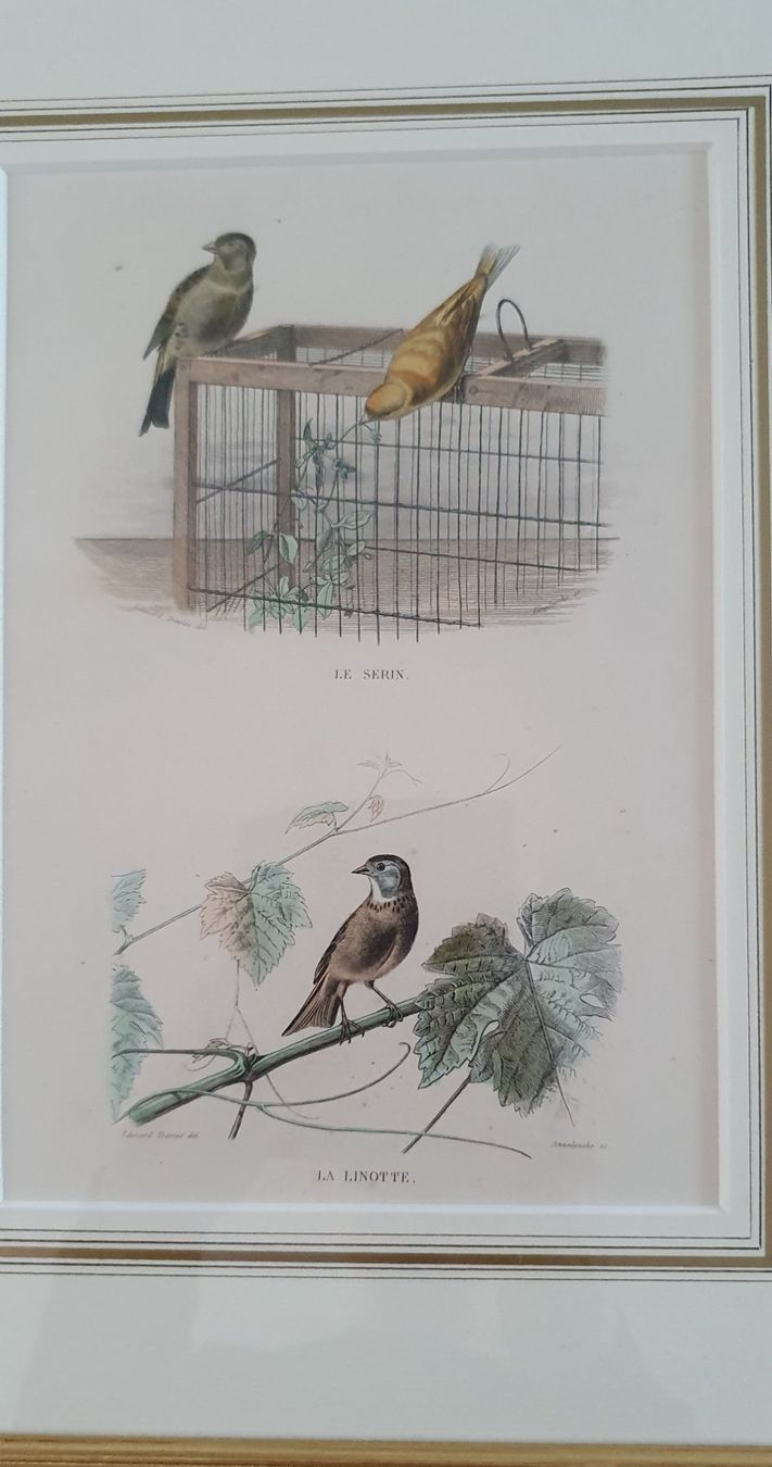 Gravures: Bild -  Vögeln - Girlitz - Stahlstich – D'occasion à Kreuzlingen par Rschweiz1 2