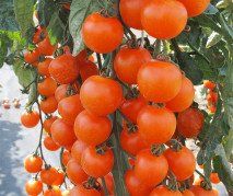 Aprikola F1 - Kirschtomate - 10 Samen
