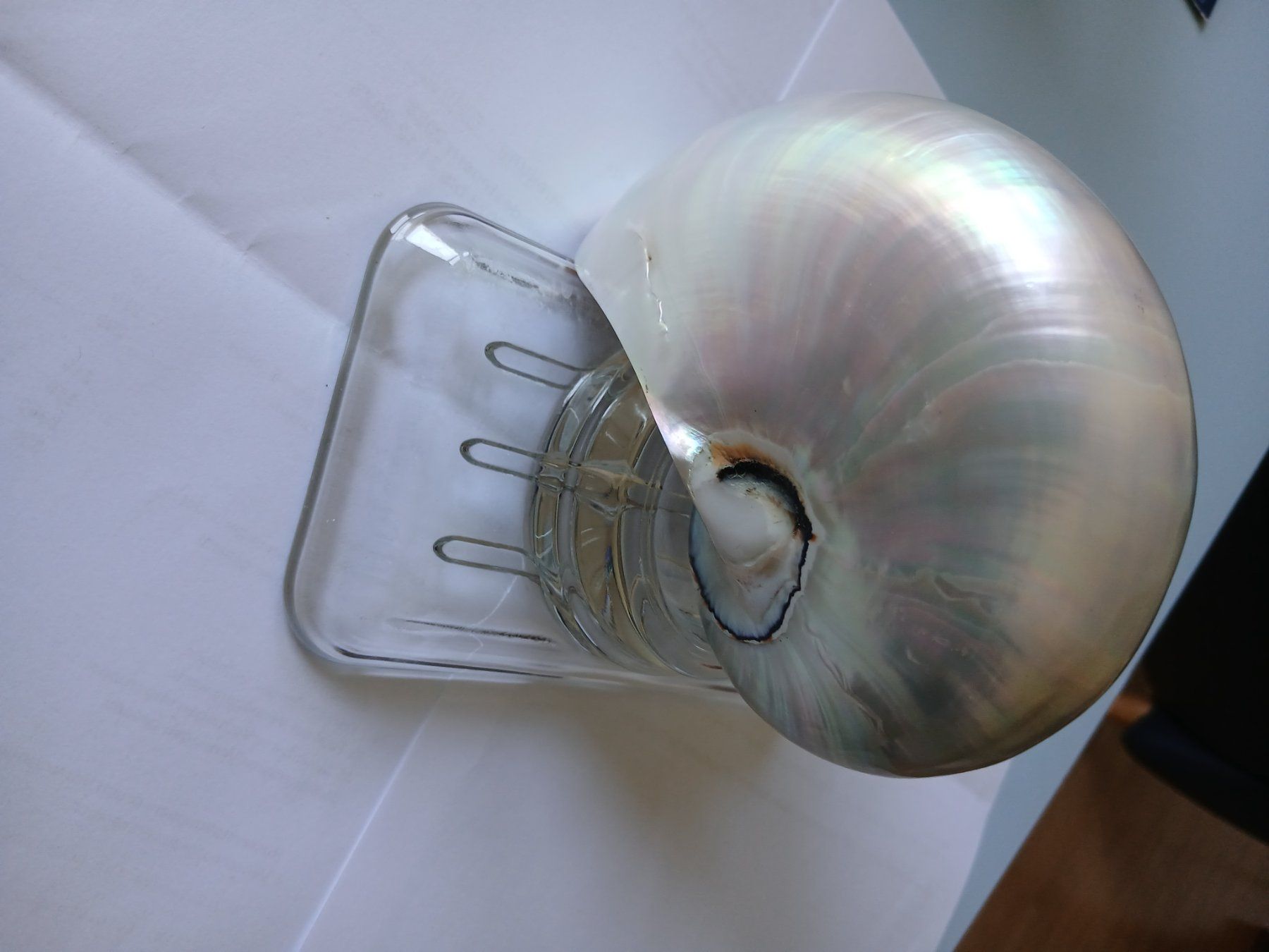 Tutte le decorazioni: Nautilus Muschel – Usato da Zürich venduto da Mephisto87 5