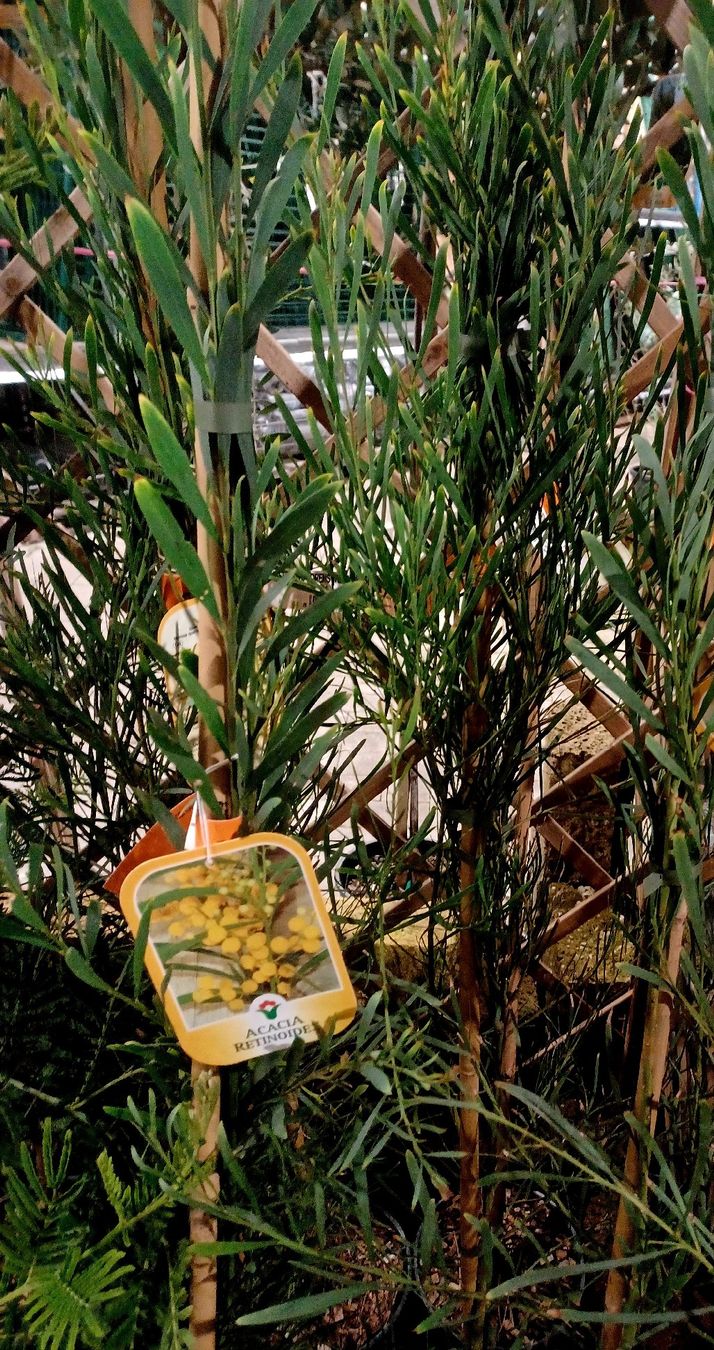 Pflanzen & Samen: ACACIA RETINOIDES 150 cm oder seltene immer blühende Mimosa – Neu und originalverpackt aus Rovio von POSITIFFARTandPLANTS 5