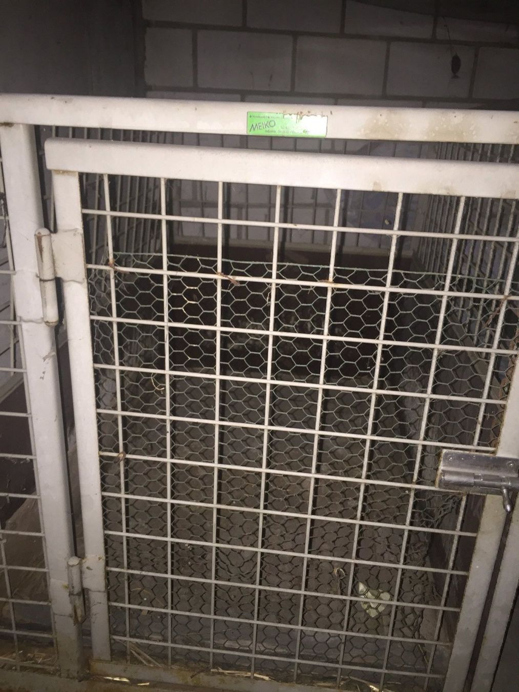 Gabbie, trasporto & Sicurezza: Cage de transport pour animaux. – Usato da Biel/Bienne venduto da Belmonte1 1