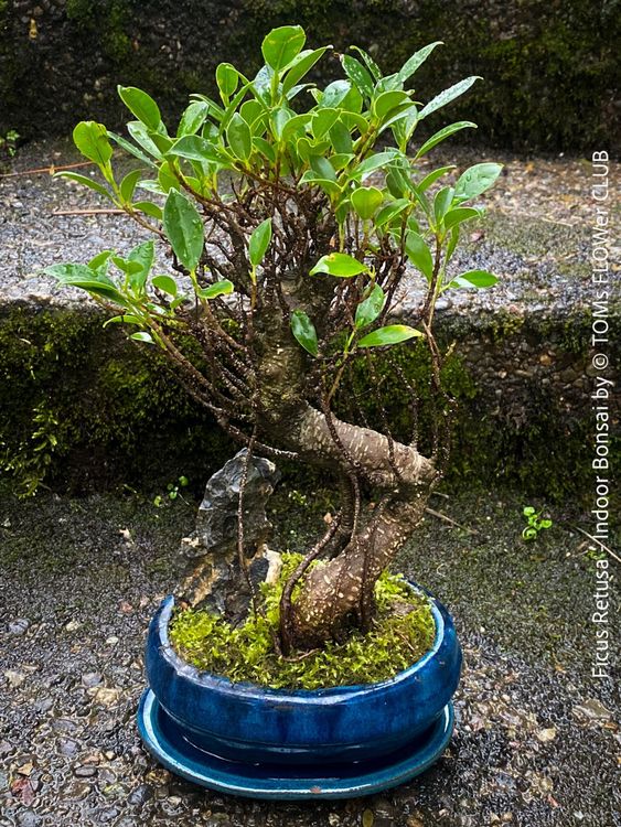 Mangobaum Samen 10 Stck  Winterharte Sulenobst Baumsamen Fr Balkon,  Garten & Zimmer