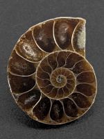 Ammonit Fossil 27mm