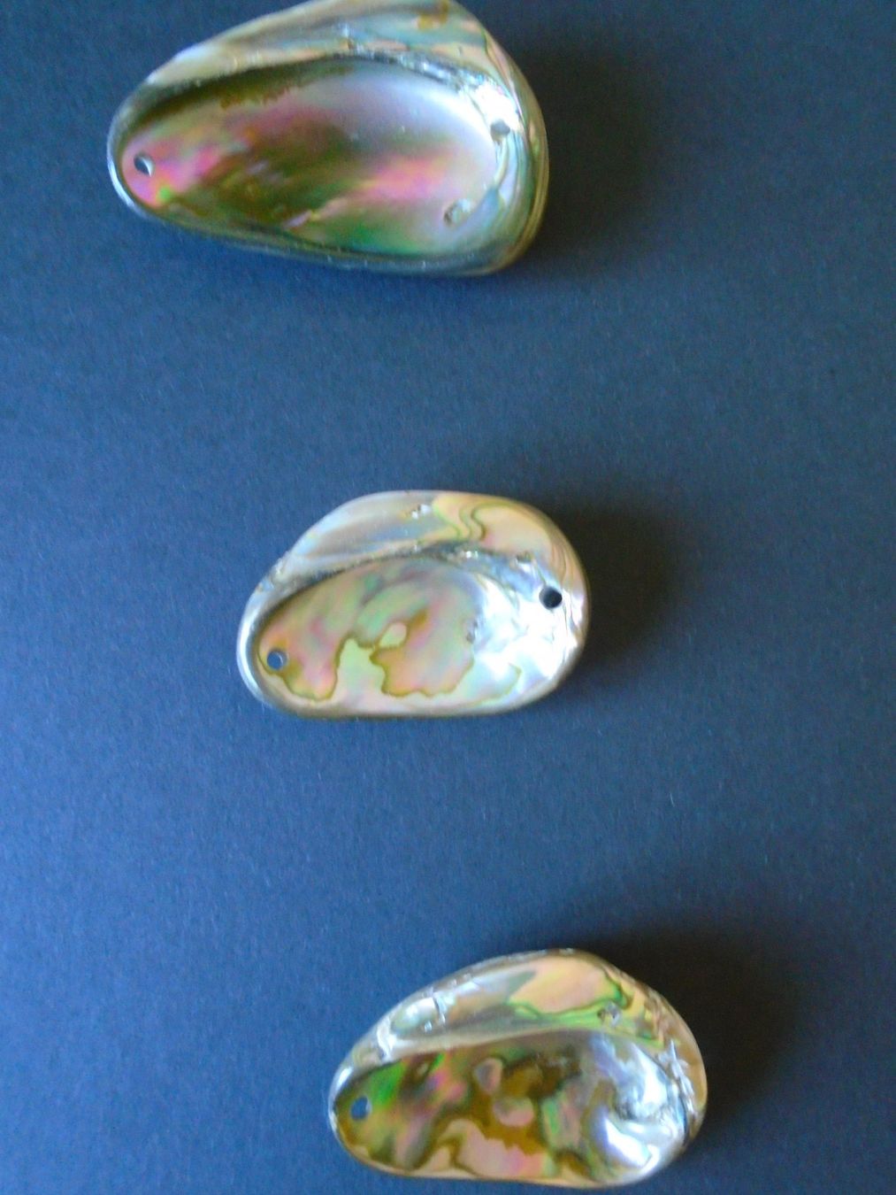 Fossili: 3 Perlmuttmuscheln, 1 Stück möglich – Usato da Kaufdorf venduto da EdelmannPaPrintGmbH 1