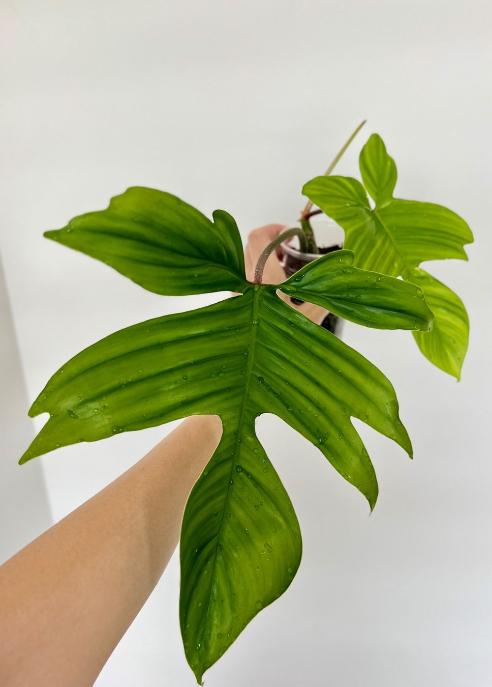 Plantes & graines: Philodendron Florida🔥 – D'occasion à Glattpark(Opfikon) par ste_n99y 2