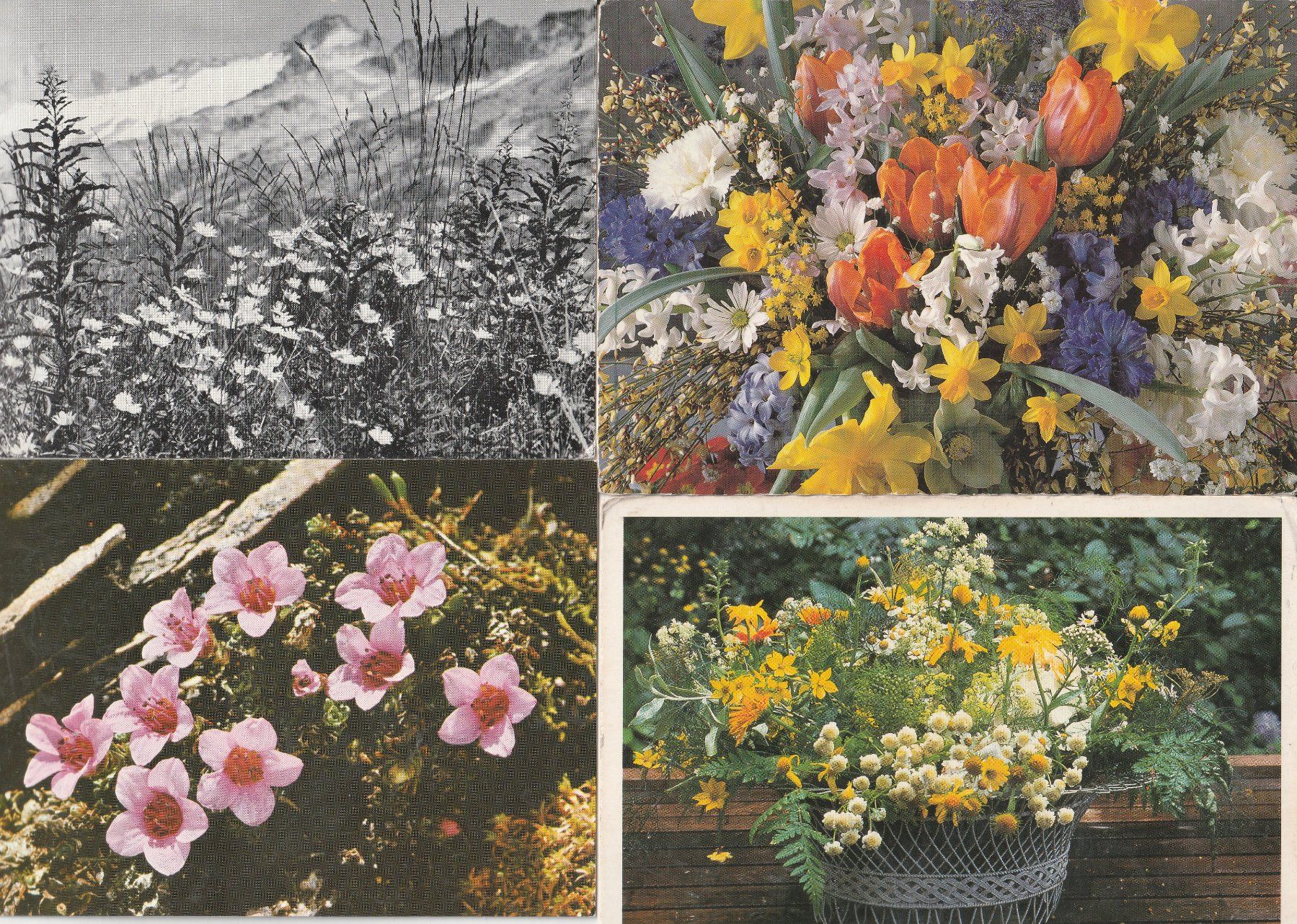 Cartoline postali: 40 Blumenkarten – Usato da Lumbrein venduto da made02 1
