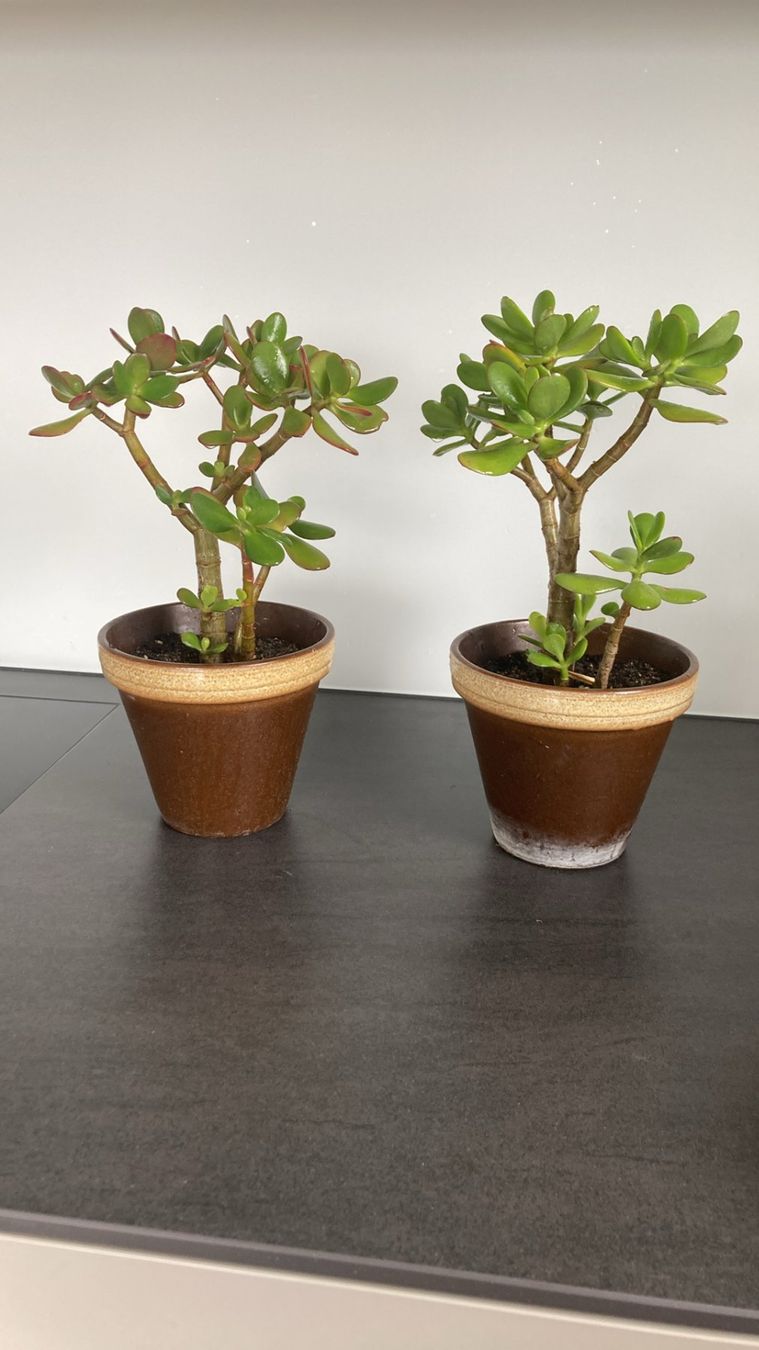 Piante & sementi: Crassula ovata - Geldbaum – Nuovo (secondo la descrizione) da Zollikofen venduto da schildi13