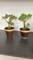 Crassula ovata - Geldbaum