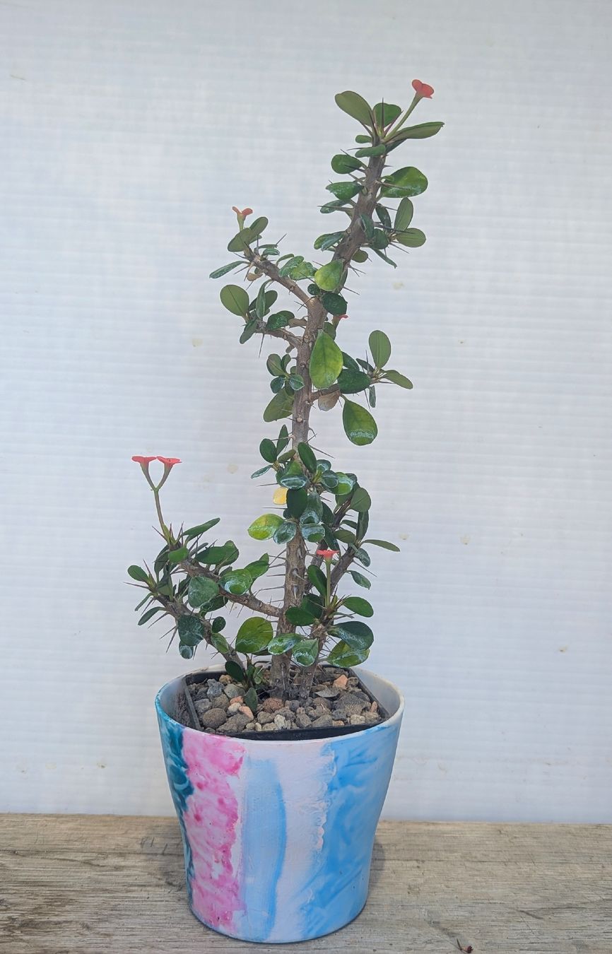 Piante & sementi: Euphorbia milli in miniatura – Usato da Comano venduto da che_8lc2