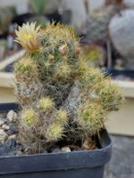 Kakteen, Pflanze, Mammillaria prolifera, rote Früchte!!!!