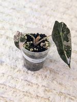 Alocasia Sanderiana Bull Albo Pink Variegata