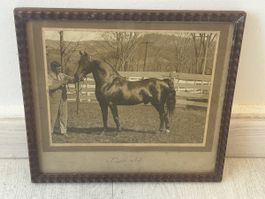 Photographie ancienne  "Donald" - Étalon Lippitt Morgan 