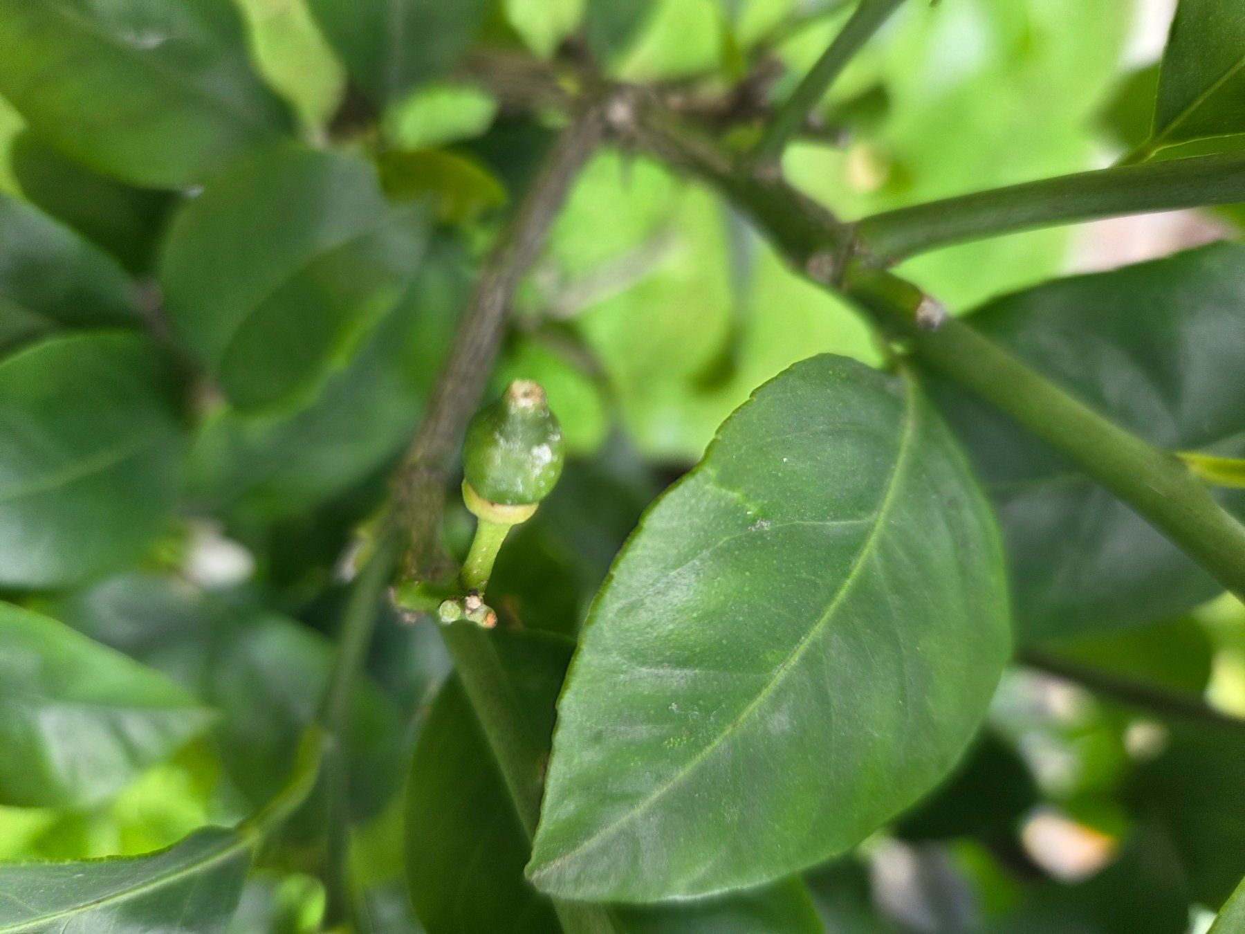 Piante & sementi: Orange baum  arcobal mit Früchten und Blüten – Usato da Unterlunkhofen venduto da tomnova 5