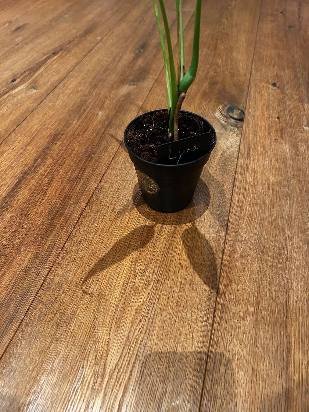 Piante & sementi: Monstera burle marx flame💚 – Usato da Wattwil venduto da Mikesplantshop 3