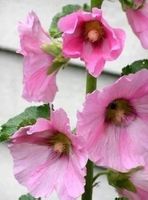 ROSE TREMIERE GEANTE! RESISTANCE -30 C°