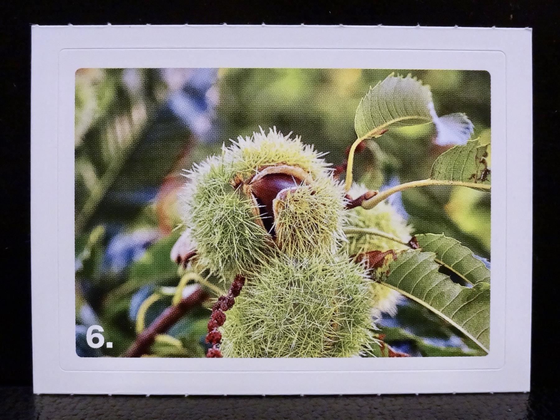 Migros Carte collezionabili: MIGROS MANIA Nature Detectives Nr. 6 – Nuovo e nell'imballaggio originale da Kerzers venduto da zimmergruen