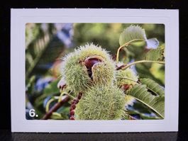 MIGROS MANIA Nature Detectives Nr. 6
