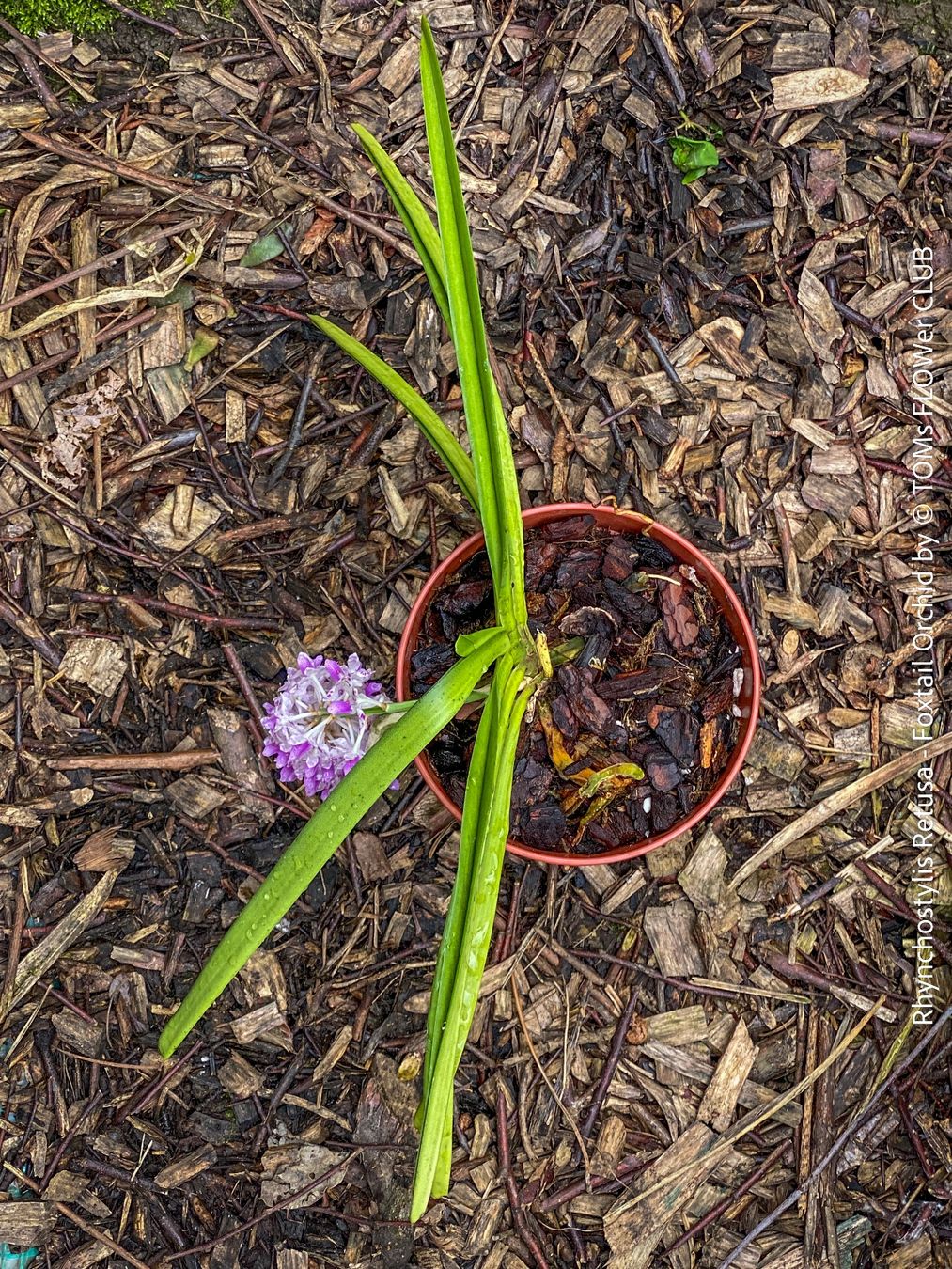 Pflanzen & Samen: Rhynchostylis Retusa - duftende "Fuchsschwanz" Orchidee – Neu und originalverpackt aus Adliswil von astom369 8
