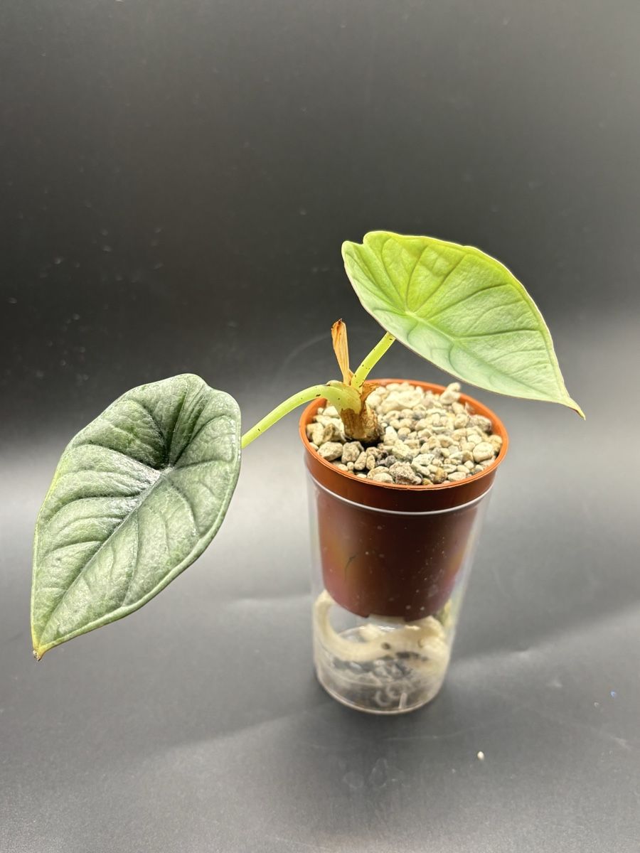 Piante & sementi: Alocasia Nebula (1-1) – Nuovo e nell'imballaggio originale da Basel venduto da Pink_White 1
