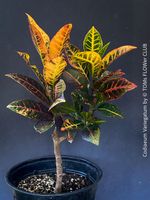 Codiaeum Variegatum - „Croton“ - tropische Farbenpracht