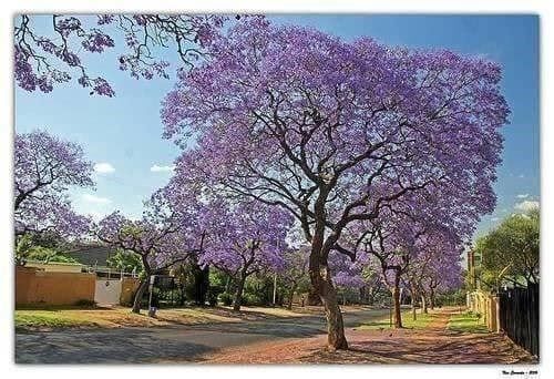 Pflanzen & Samen: JACARANDA MIMOSIFOLIA !  30g – Neu (gemäss Beschreibung) aus Bremblens von FIBONACCI369 2