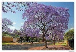 JACARANDA MIMOSIFOLIA  plant 20-25cm
