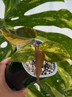 Anthirium Forgetii x ( Carlablackiae x AOS) var