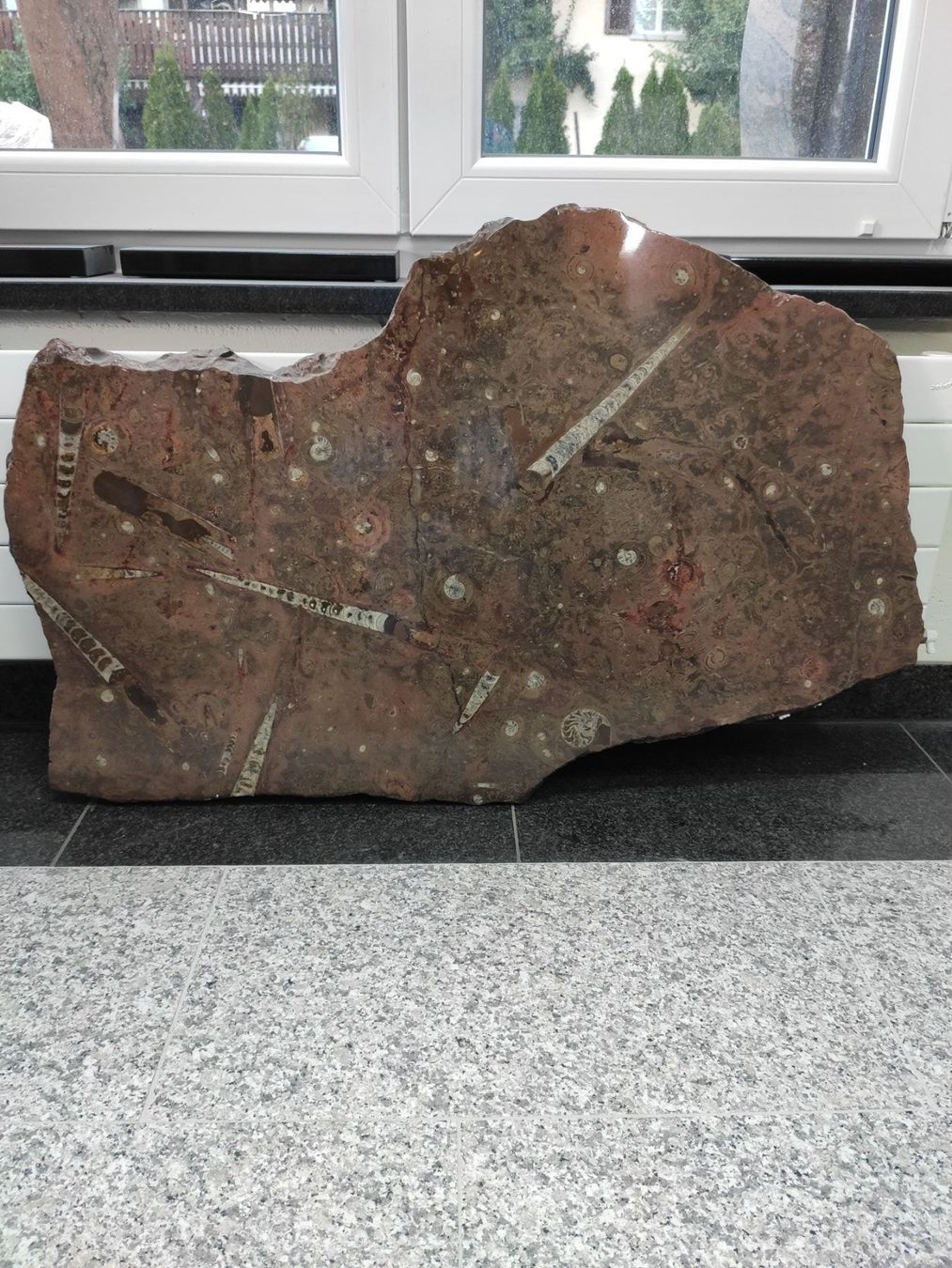 Sculture & Statue: Wandrelief Fossilien – Usato da Hittnau venduto da eggihittnau