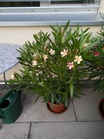 Oleander gelb, Höhe 95 cm