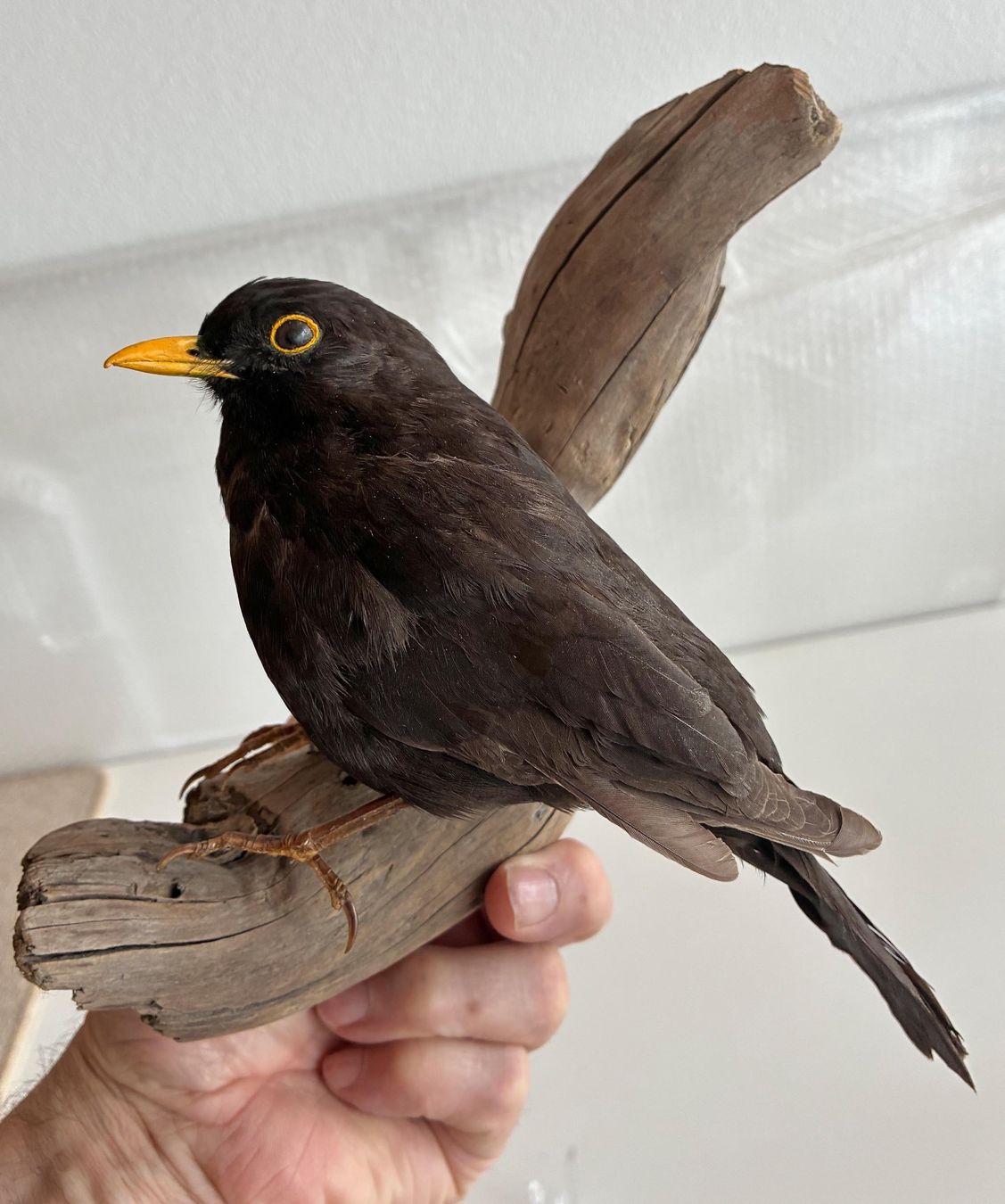 Il mondo degli animali: Liebevolle Amsel-Präparat – Usato da Bäretswil venduto da robsonantik 3