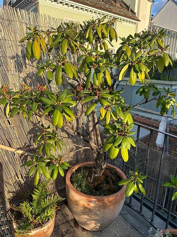 Piante & sementi: DRINGEND! Magnolie & Flieder & Bambus & Rhododendron im Topf – Usato da Saas-Grund venduto da BuenosAires03 4