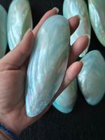 10 schimmernde Muschelschalen Perlmutt Deko Aqua Mint Türkis