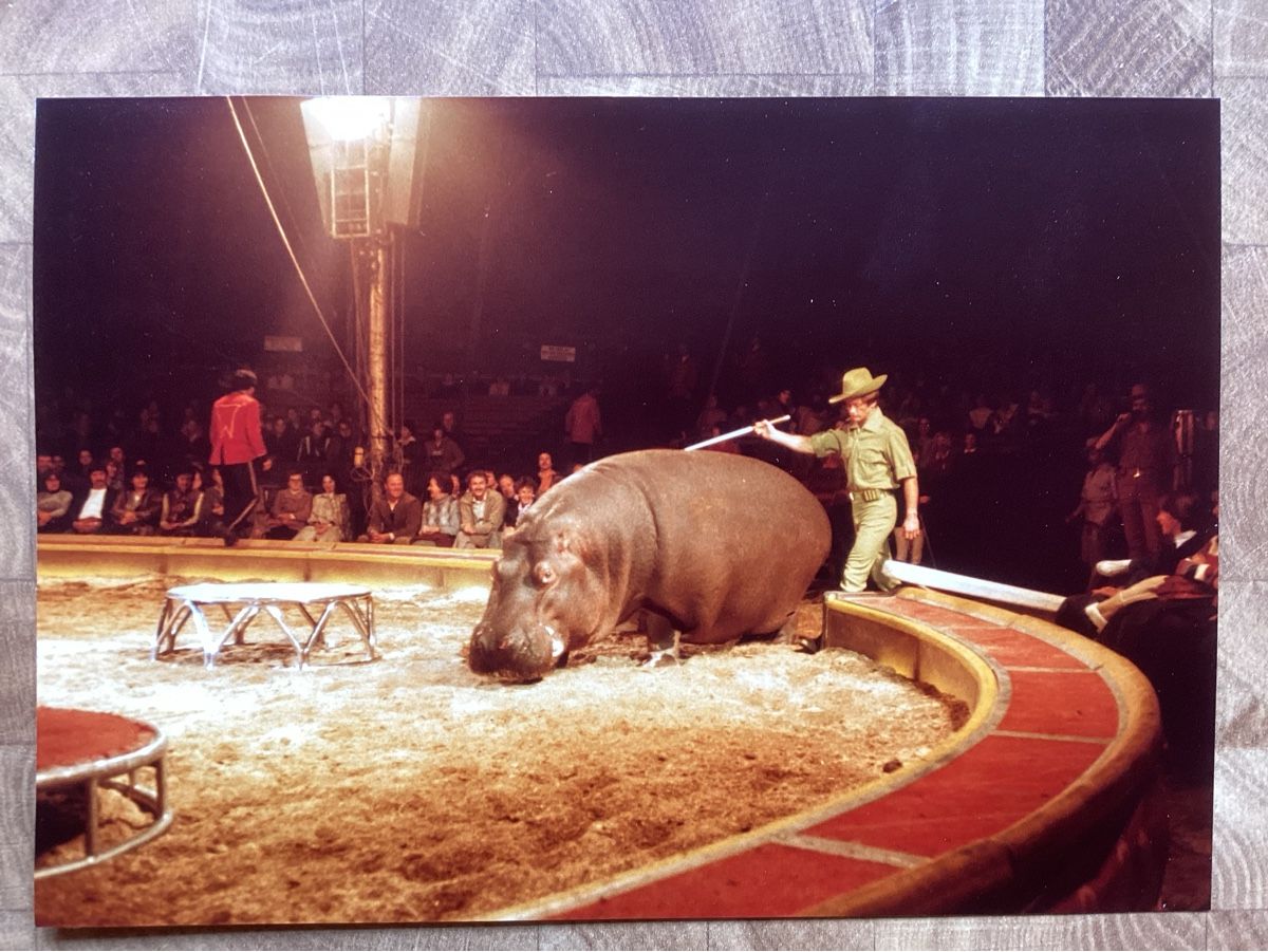 Foto & Immagini: Circus Knie Foto 1980 – Usato da Reichenbach i. K. venduto da astra2010