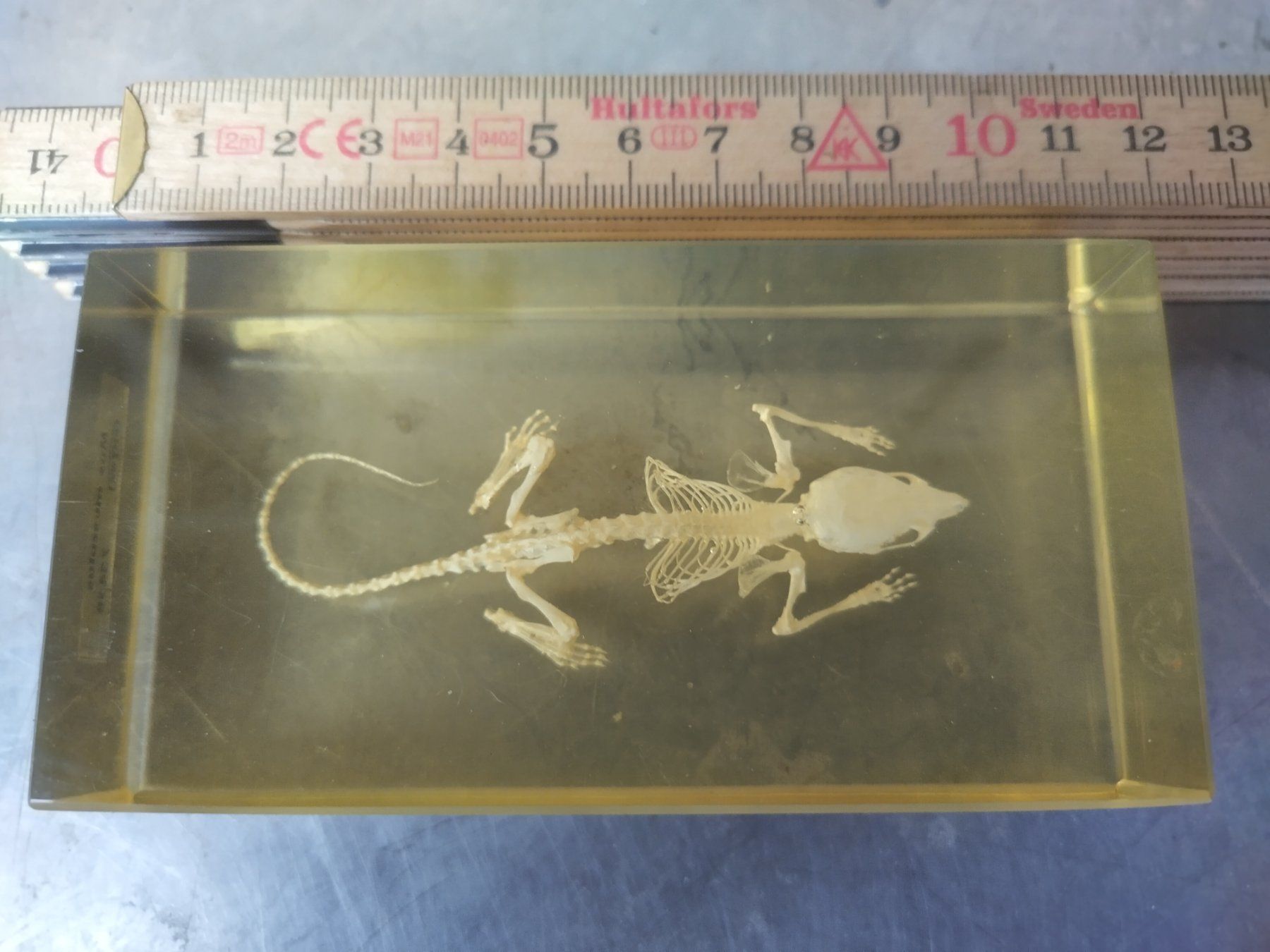 Il mondo degli animali: Eingegossenes Mausskelett, einzigartiges Stück – Usato da Wettingen venduto da Bwalti