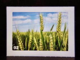 MIGROS MANIA Nature Detectives Nr. 92