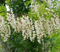 Sämling 50-60 cm weiße ROBINIA (Pseudo-Akazie).  Baum für je