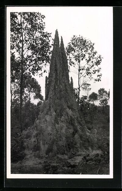 Cartes postales: Foto-AK Casimir Zagourski, Ein Termitenh – D'occasion à Berlin par bartko-reher