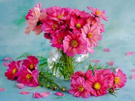 30 Samen Cosmea XSENIA Schmuckkörbchen