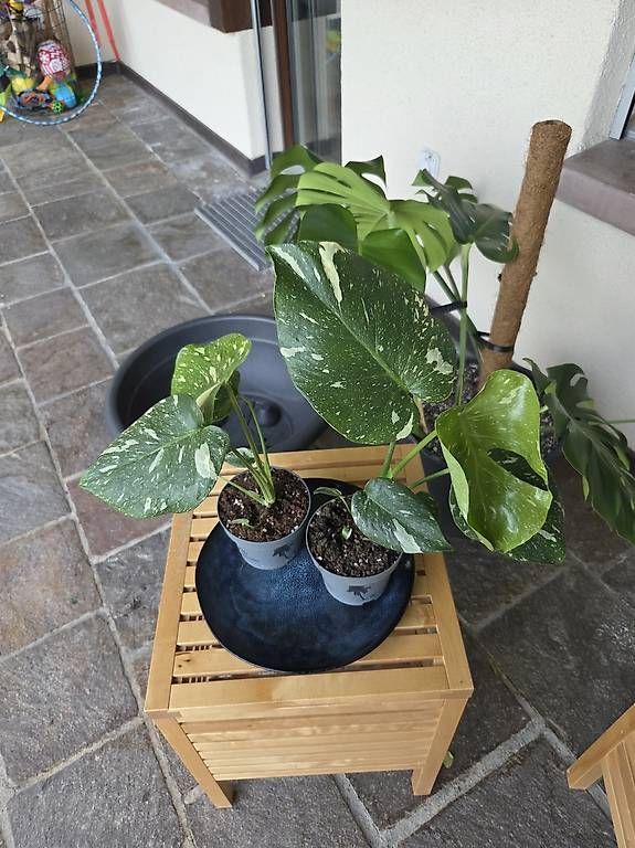 Piante & sementi: Monstera Deliciosa Thai  – Usato da Jona venduto da pau_g7rc