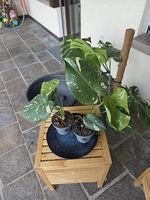Monstera Deliciosa Thai 
